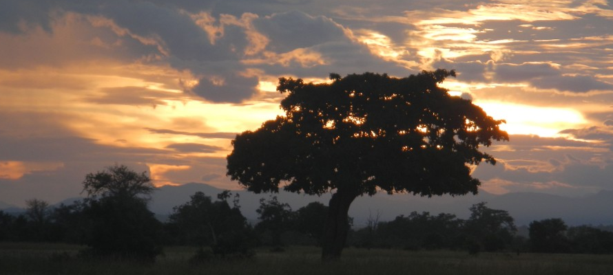 tree in front of a sunset